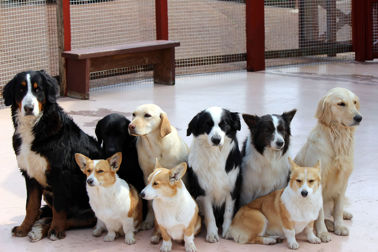 苫小牧にある動物病院｜しょうた動物病院｜アクセス